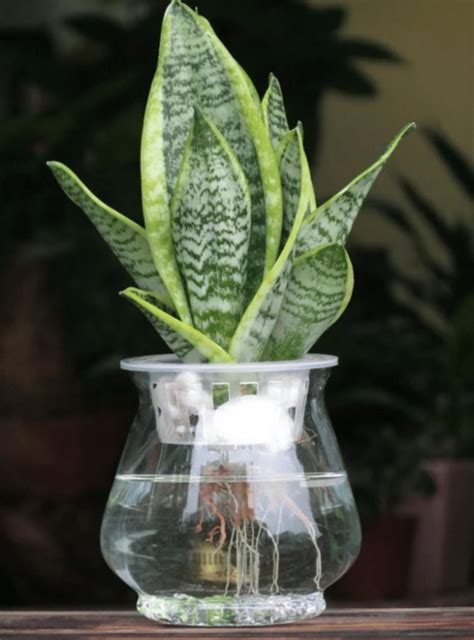 水種植物招財|水種新手入門指南：15 種室內水種植物推薦 